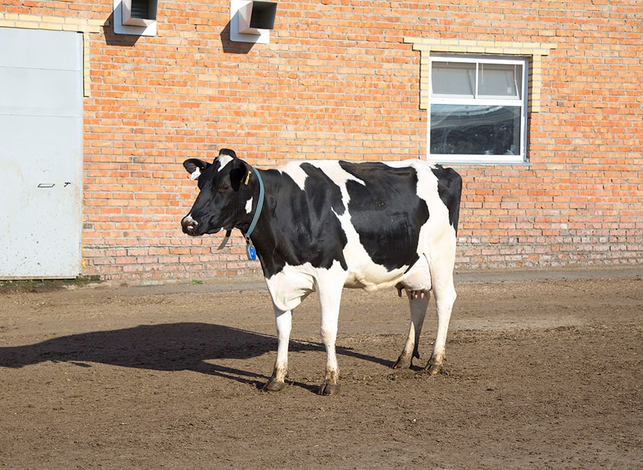 ЗАО племзавод «Ирмень» — крупнейшее многоотраслевое хозяйство ...